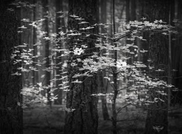 Darcie Sternenberg, Dogwood Forest No. 3